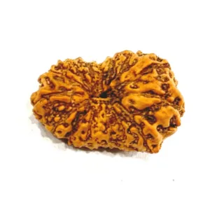 16 Mukhi Rudraksha (Indonesian Origin- 17.00 MM)