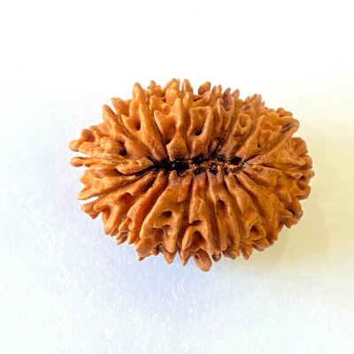 17-mukhiface-rudraksha-nepal-origin-2619-mm-578225