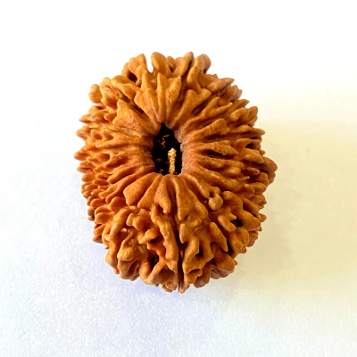 17-mukhiface-rudraksha-nepal-origin-2619-mm-620185