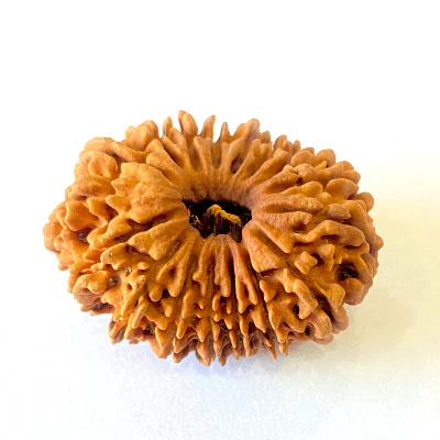 17-mukhiface-rudraksha-nepal-origin-2619-mm-841034