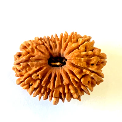 17-mukhiface-rudraksha-nepal-origin-2619-mm-869623