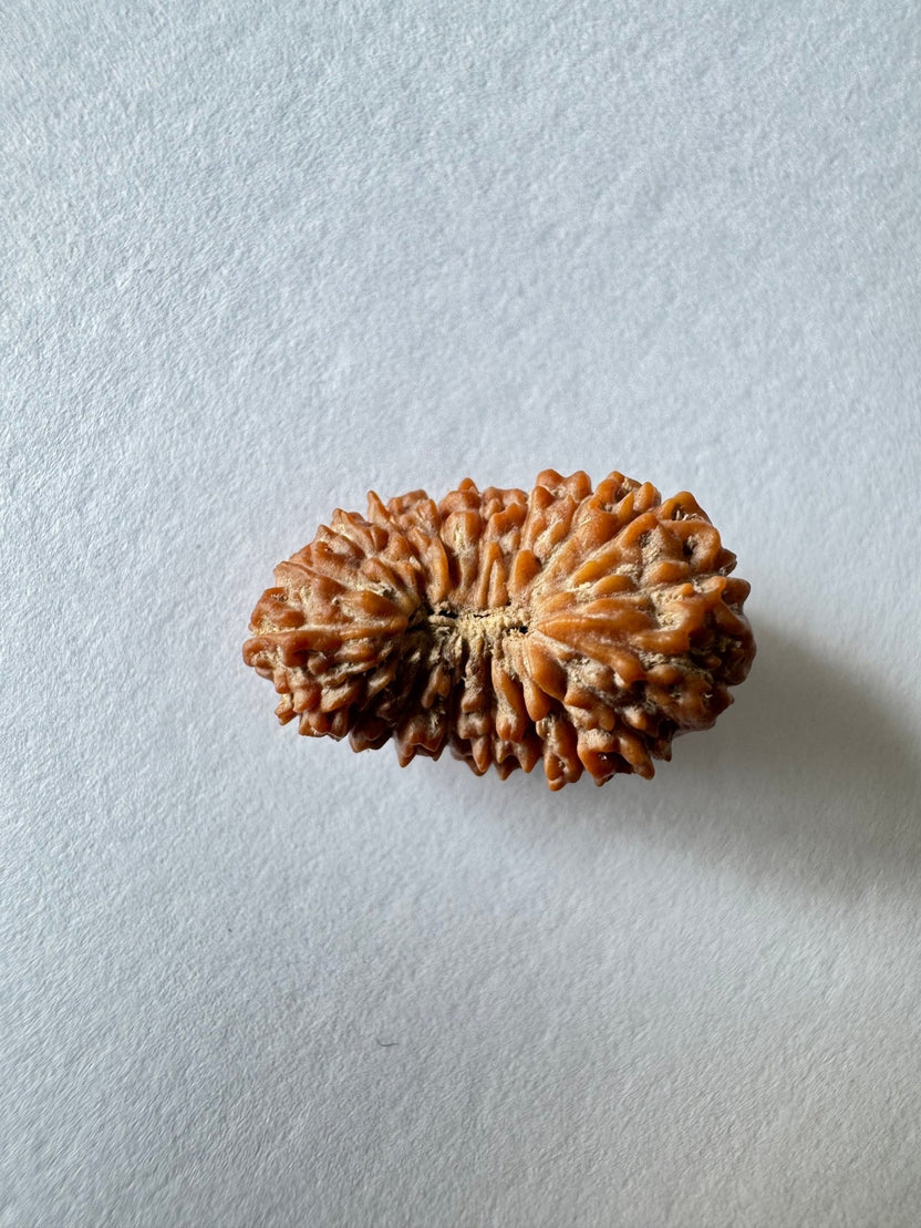 19-mukhi-rudraksha-indonesian-origin-1753-mm-198412
