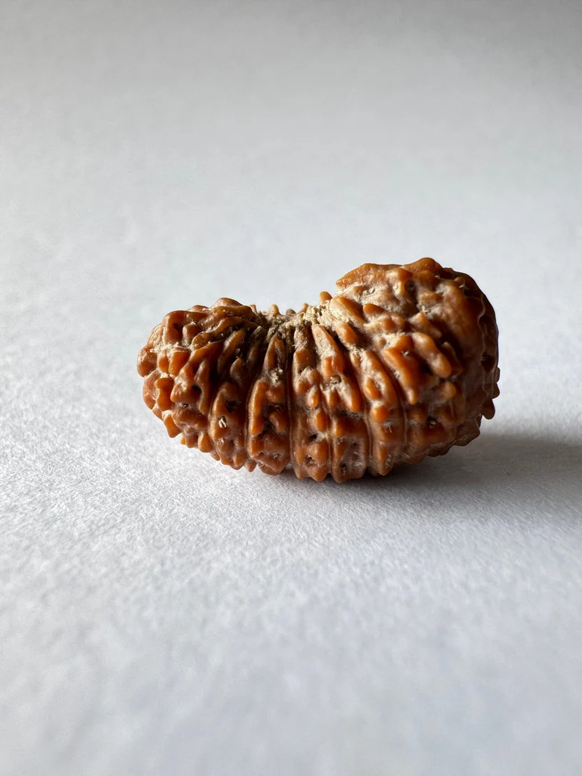 19-mukhi-rudraksha-indonesian-origin-1753-mm-267276