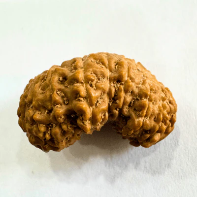 19-mukhi-rudraksha-indonesian-origin-1753-mm-483817