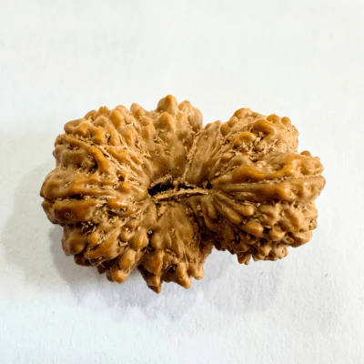 19-mukhi-rudraksha-indonesian-origin-1753-mm-760691