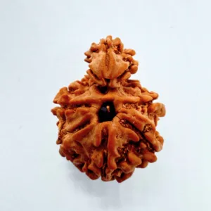 3 Mukhi Sawaar Rudraksha
