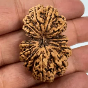 Antique 13 Mukhi Gaurishankar Rudraksha (Nepal Origin- 39.85 mm)