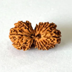 Antique 16 Mukhi Gaurishankar Rudraksha (Nepal Origin- 33.71 MM)