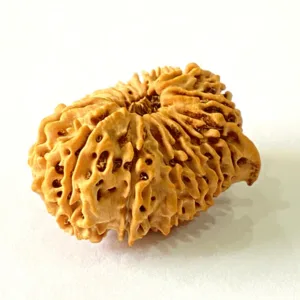 Antique 16 Mukhi with Ganesh Rudraksha (Nepal Origin- 29.29 MM)