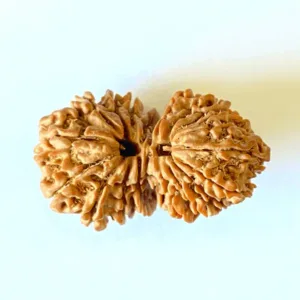 Antique 19 Mukhi Gaurishankar Rudraksha (Nepal Origin- 34.30 MM)