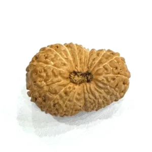 Antique 20 Mukhi Rudraksha (Indonesian Origin- 17.00 MM)