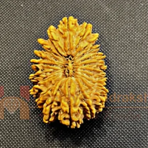Antique 21 Mukhi Rudraksha (Nepal Origin- 34.00 MM)