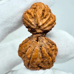 Antique Gaurishankar Rudraksha (Nepal Origin - 40.42 MM | 7.82 Gms)