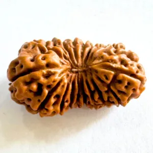 17 Mukhi Rudraksha (Indonesian Origin- 20.05 MM)