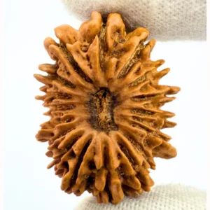 17 Mukhi Rudraksha (Nepal Origin- 31.10 MM)
