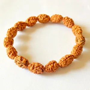 2 Mukhi Rudraksha Bracelet