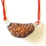 Natural 1 Mukhi Rudraksha (Collector Size)