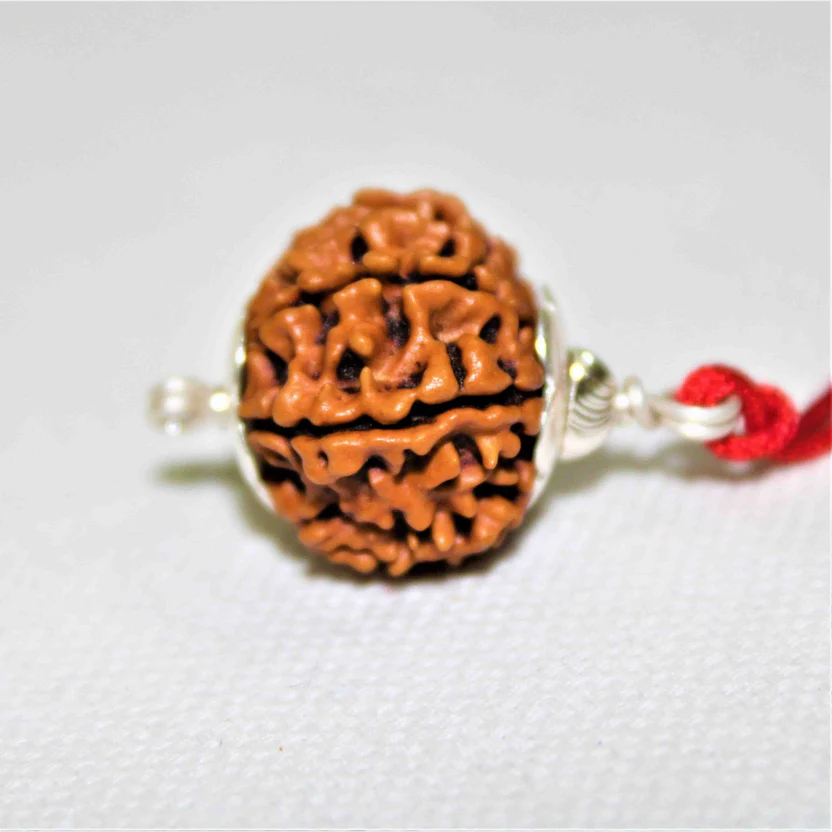 natural-10-mukhiface-rudraksha-nepal-origin-552548