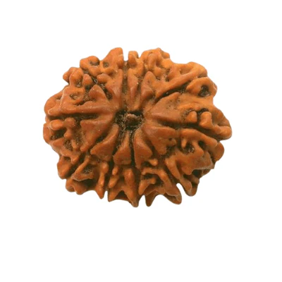 natural-10-mukhiface-rudraksha-nepal-origin-885273