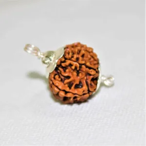 Natural 12 Mukhi Rudraksha (Nepal Origin- Collector Size)