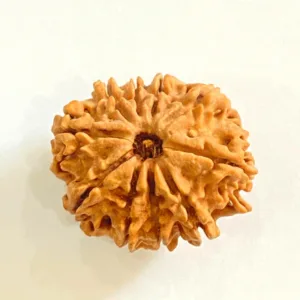 Natural 10 Mukhi/Face Rudraksha (Nepal Origin- Collector Size)