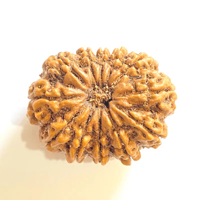 natural-12-mukhiface-rudraksha-nepal-origin-super-collector-size-372692
