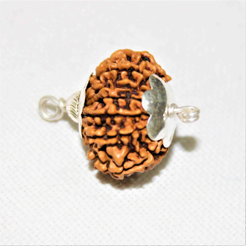 natural-12-mukhiface-rudraksha-nepal-origin-super-collector-size-522376