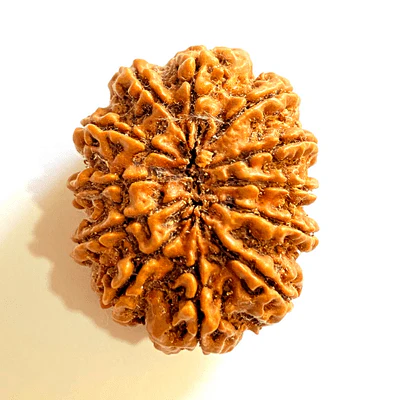 natural-12-mukhiface-rudraksha-nepal-origin-super-collector-size-722887