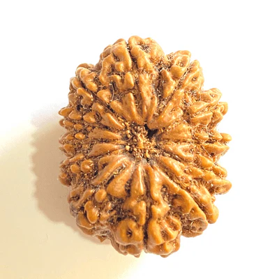 natural-12-mukhiface-rudraksha-nepal-origin-super-collector-size-925906
