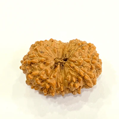 natural-13-mukhi-rudraksha-indonesian-origin-467073