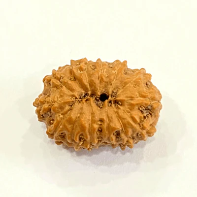 natural-13-mukhi-rudraksha-indonesian-origin-501609