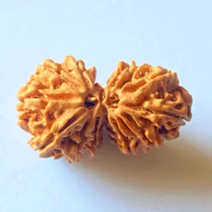 Natural 14 Mukhi Gaurishankar Rudraksha (Nepal Origin)