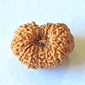 Natural 14 Mukhi Rudraksha (Indonesian Origin)
