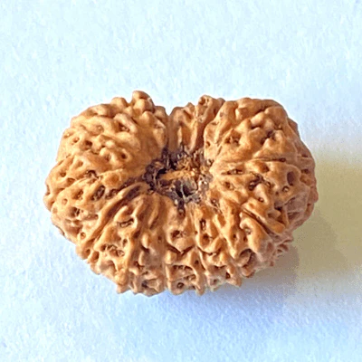 natural-14-mukhi-rudraksha-indonesian-origin-614061