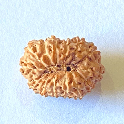natural-15-mukhi-rudraksha-indonesian-origin-158713
