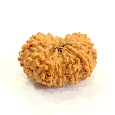natural-15-mukhi-rudraksha-indonesian-origin-458093