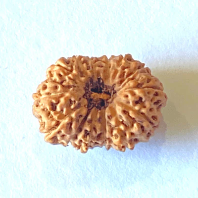 natural-15-mukhi-rudraksha-indonesian-origin-463987