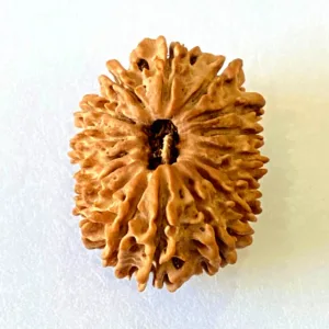 16 Mukhi/Face Rudraksha (Nepal Origin- 29.16 MM)
