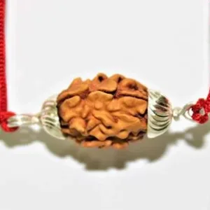 Natural 2 Mukhi Rudraksha (Himalaya origin)