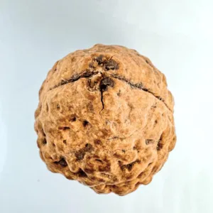 Natural 2 Mukhi Rudraksha (Indonesian Origin- World's Biggest Size)