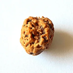 Natural 2 Mukhi Rudraksha (Nepal Origin - Collector Size)