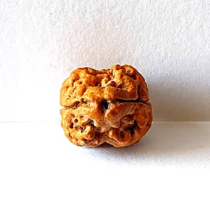 Natural 2 Mukhi Rudraksha (Nepal Origin- small size)