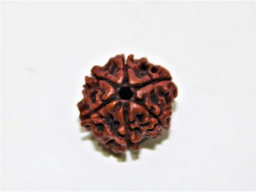 natural-6-mukhi-rudraksha-nepal-origin-collector-size-884629