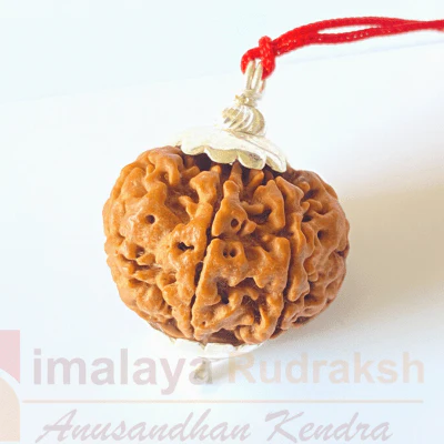 natural-7-mukhi-rudraksha-nepal-origin-2500-mm-346288