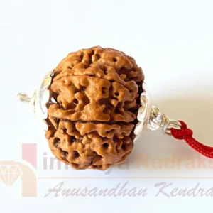 Natural 7 Mukhi Rudraksha (Nepal Origin- 24.00 MM )