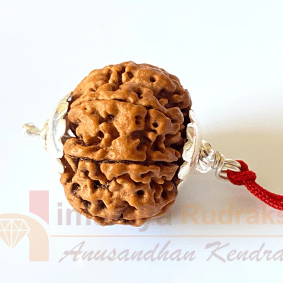 natural-7-mukhi-rudraksha-nepal-origin-2500-mm-357812