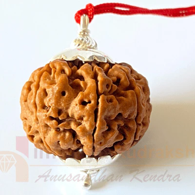 natural-7-mukhi-rudraksha-nepal-origin-2500-mm-431650