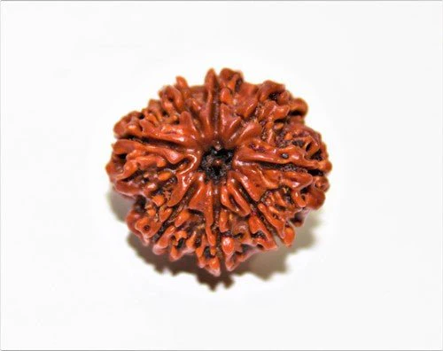 natural-8-mukhiface-rudraksha-nepal-origin-412388