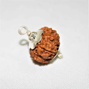 Natural 8 Mukhi/Face Rudraksha (Nepal Origin)