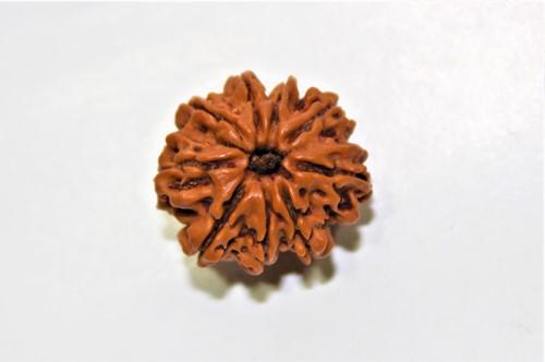 natural-9-mukhi-rudraksha-nepal-origin-super-collector-size-244034